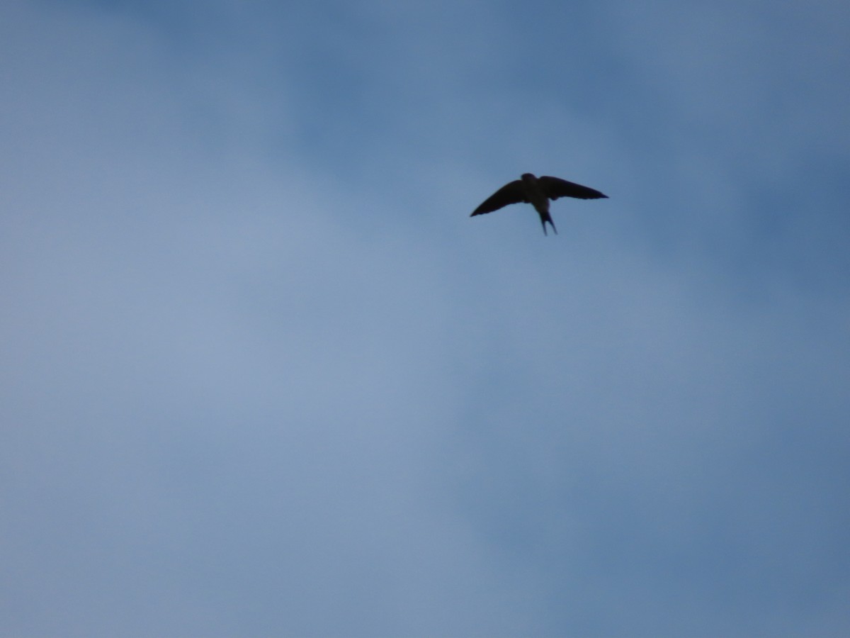 Eastern Red-rumped Swallow (Striated) - ML635092313