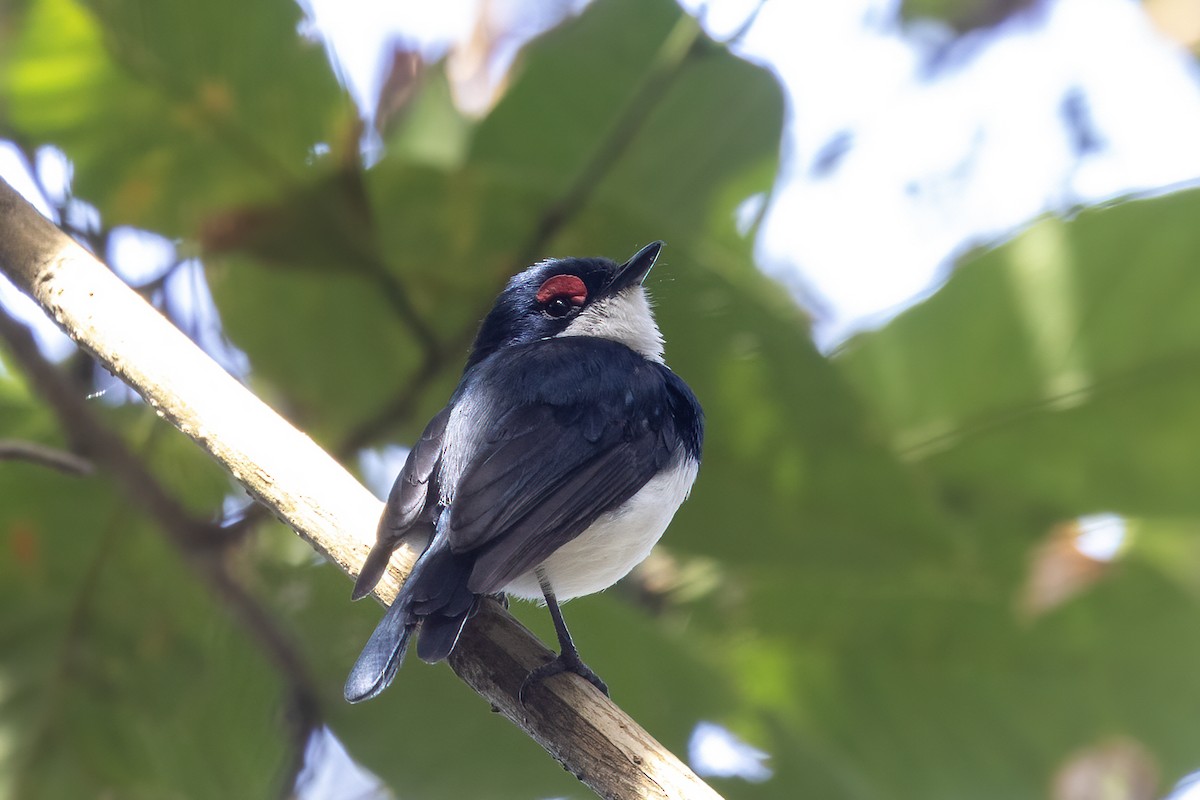 Banded Wattle-eye - ML635092400