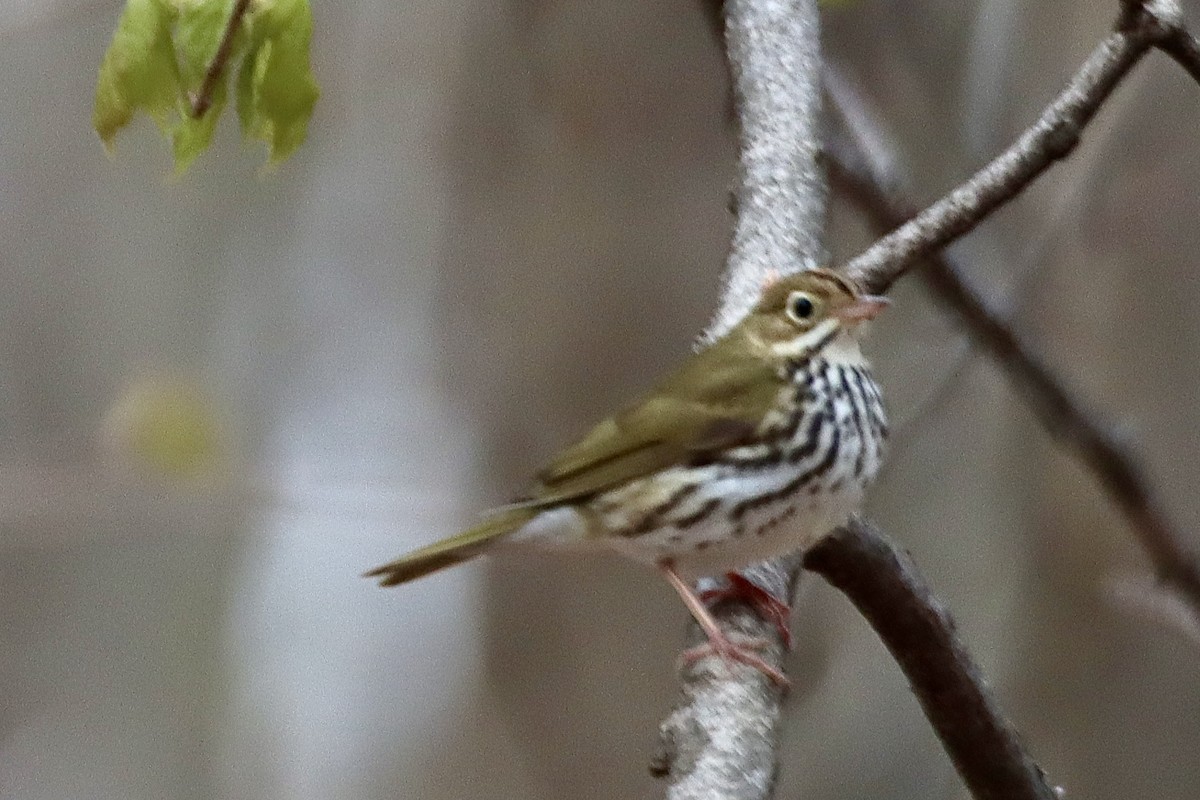 Ovenbird - ML635092448