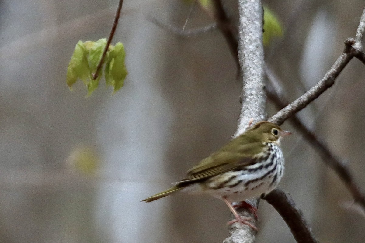 Ovenbird - ML635092449