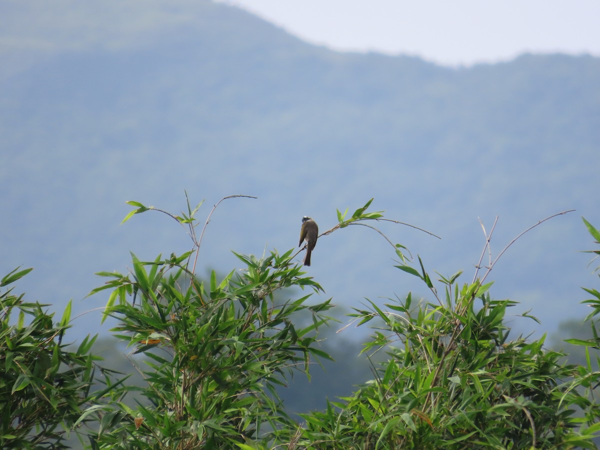 Light-vented Bulbul - ML635092494