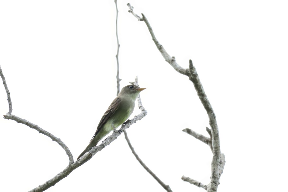 Eastern Wood-Pewee - ML635092506