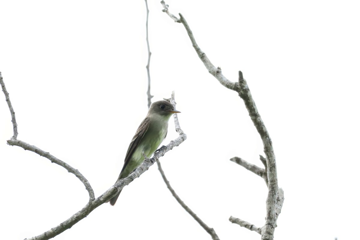 Eastern Wood-Pewee - ML635092507