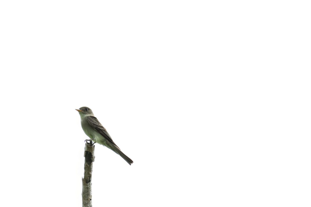 Eastern Wood-Pewee - ML635092510
