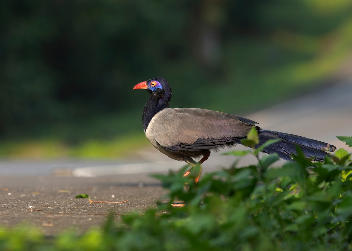 Coral-billed Ground-Cuckoo - ML635092513