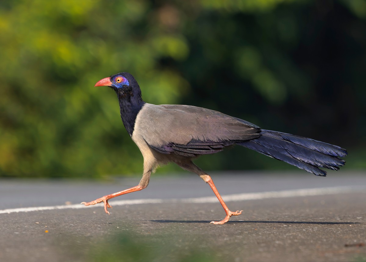 Coral-billed Ground-Cuckoo - ML635092514