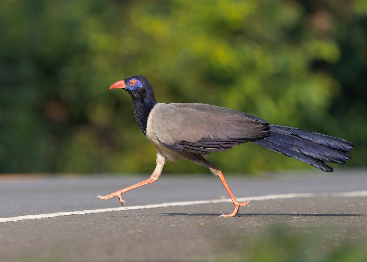 Coral-billed Ground-Cuckoo - ML635092516