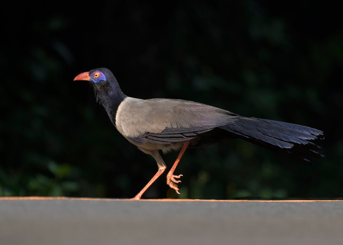 Coral-billed Ground-Cuckoo - ML635092521