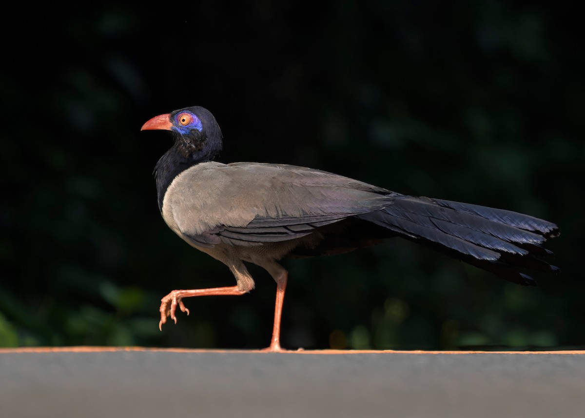 Coral-billed Ground-Cuckoo - ML635092523
