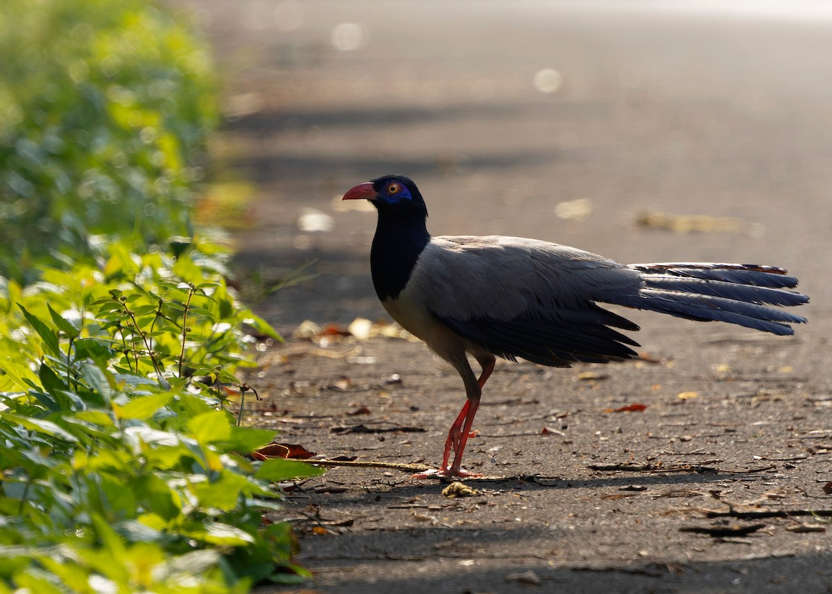 Coral-billed Ground-Cuckoo - ML635092525