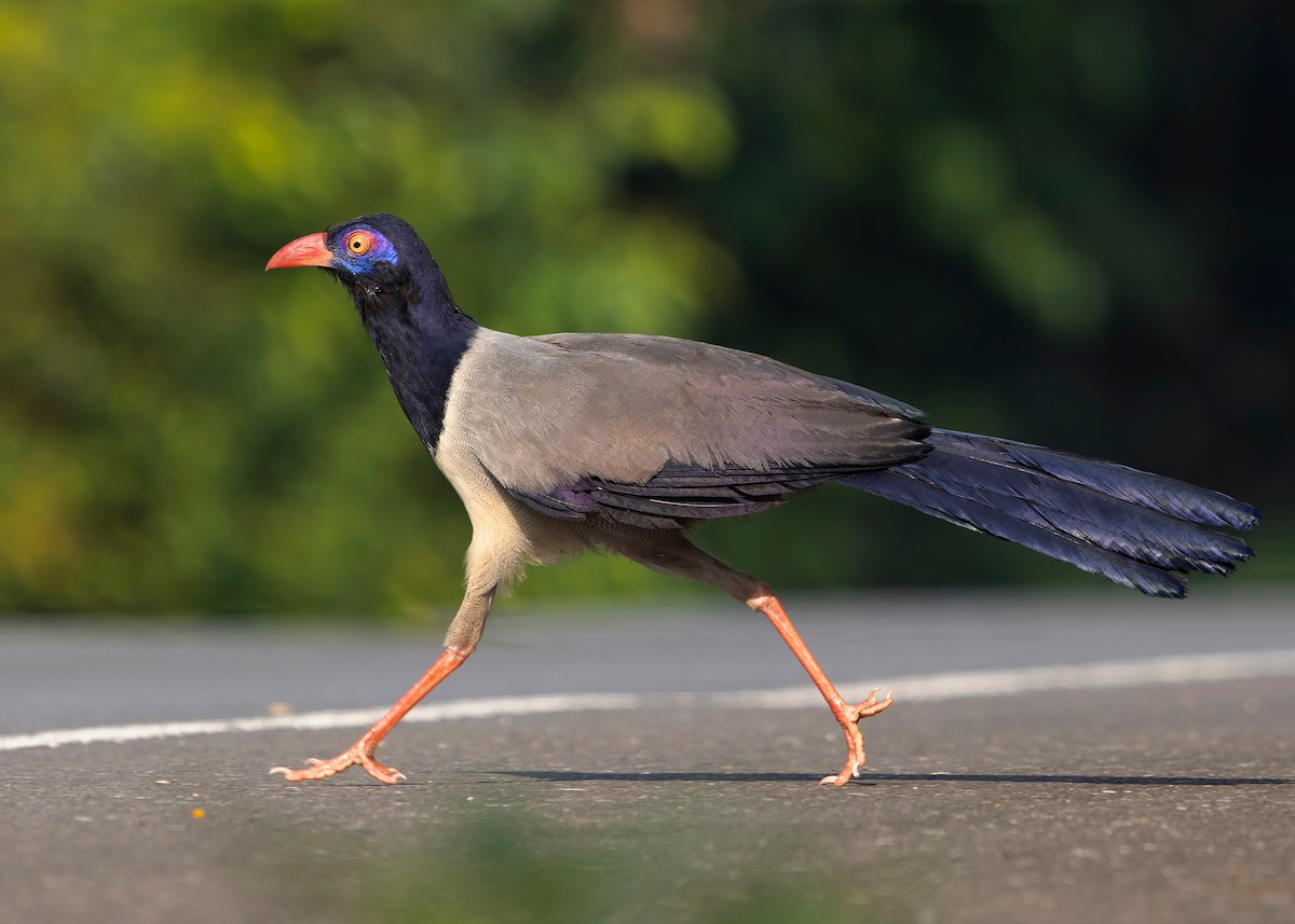Coral-billed Ground-Cuckoo - ML635092526
