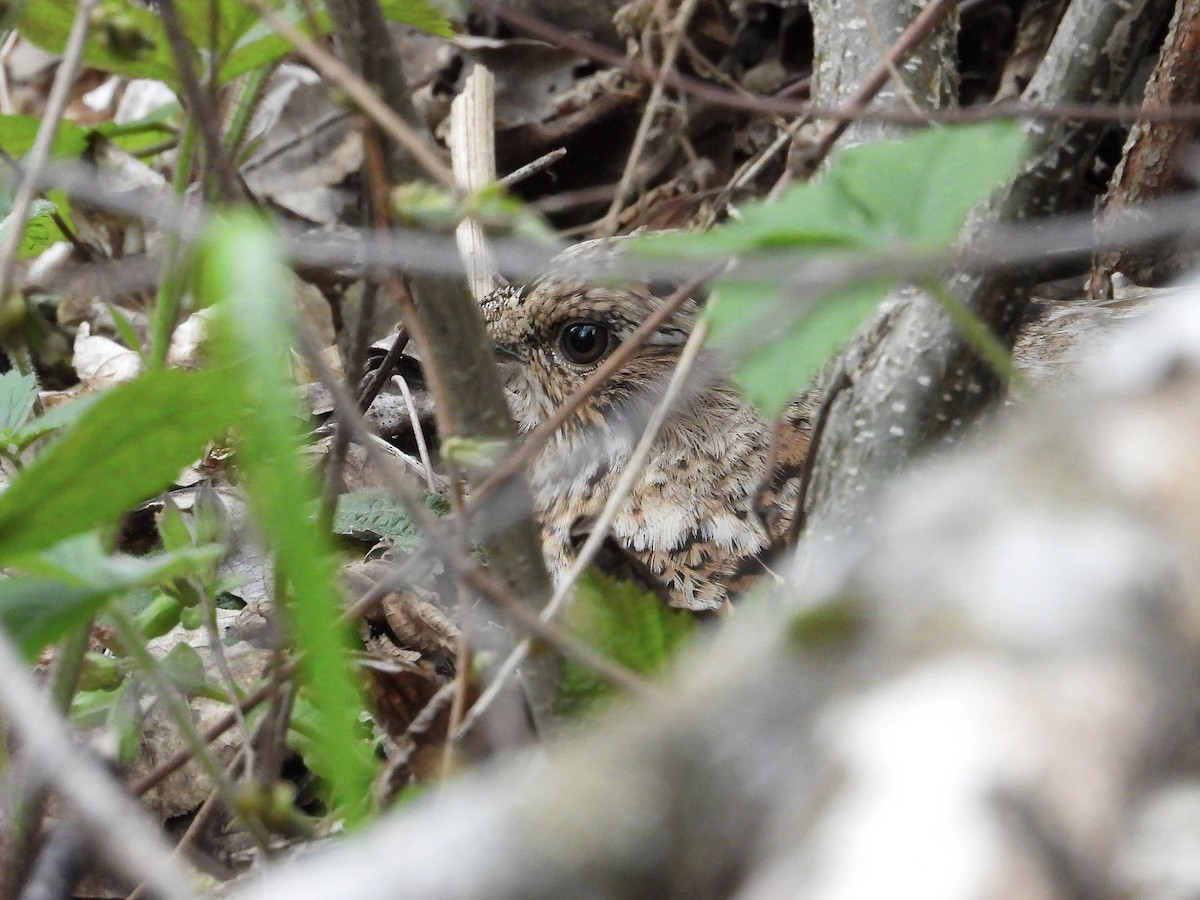 Hazel Grouse - ML635092527