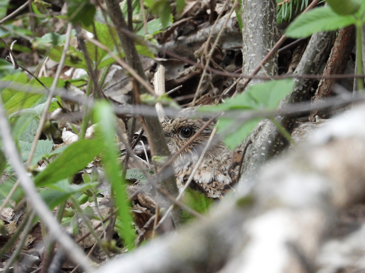 Hazel Grouse - ML635092529