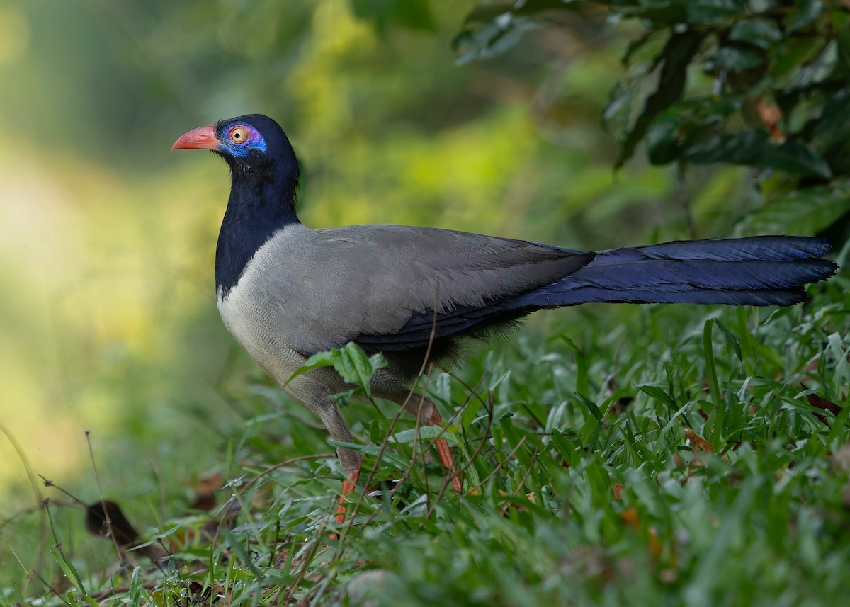Coral-billed Ground-Cuckoo - ML635092542