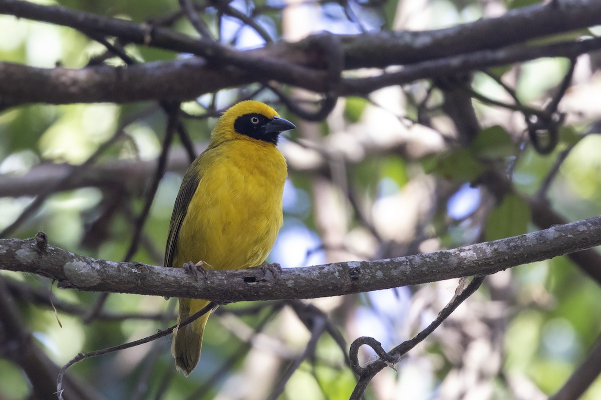 Bannerman's Weaver - ML635092561