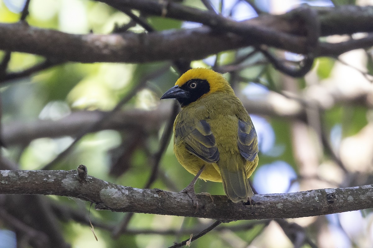 Bannerman's Weaver - ML635092562