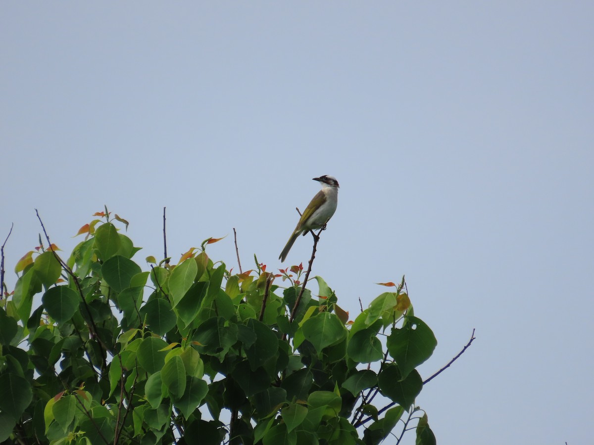 Light-vented Bulbul - ML635092697