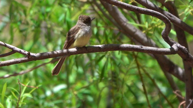 Dusky-capped Flycatcher - ML635092698