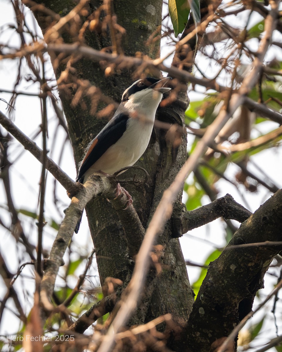 White-browed Shrike-Babbler - ML635092778