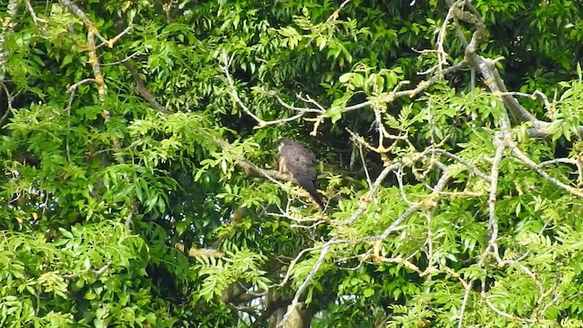 Eleonora's Falcon - ML635092779