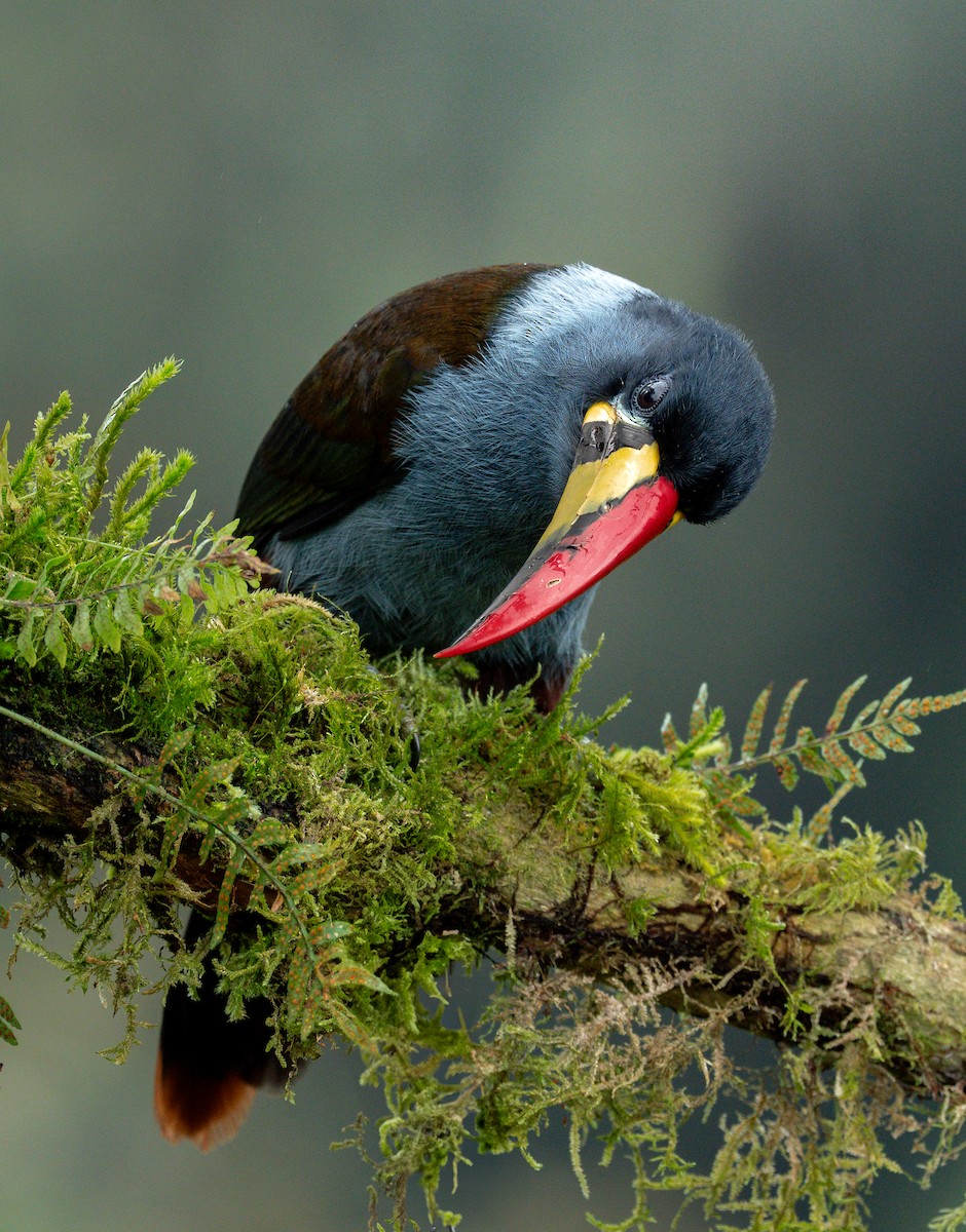 Gray-breasted Mountain-Toucan - ML635092863