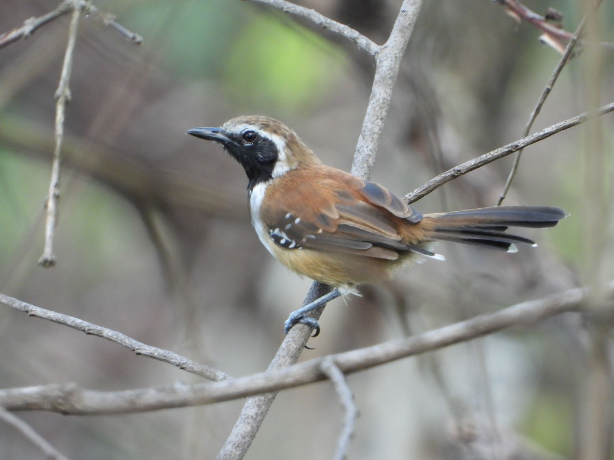 Rusty-backed Antwren - ML635092922