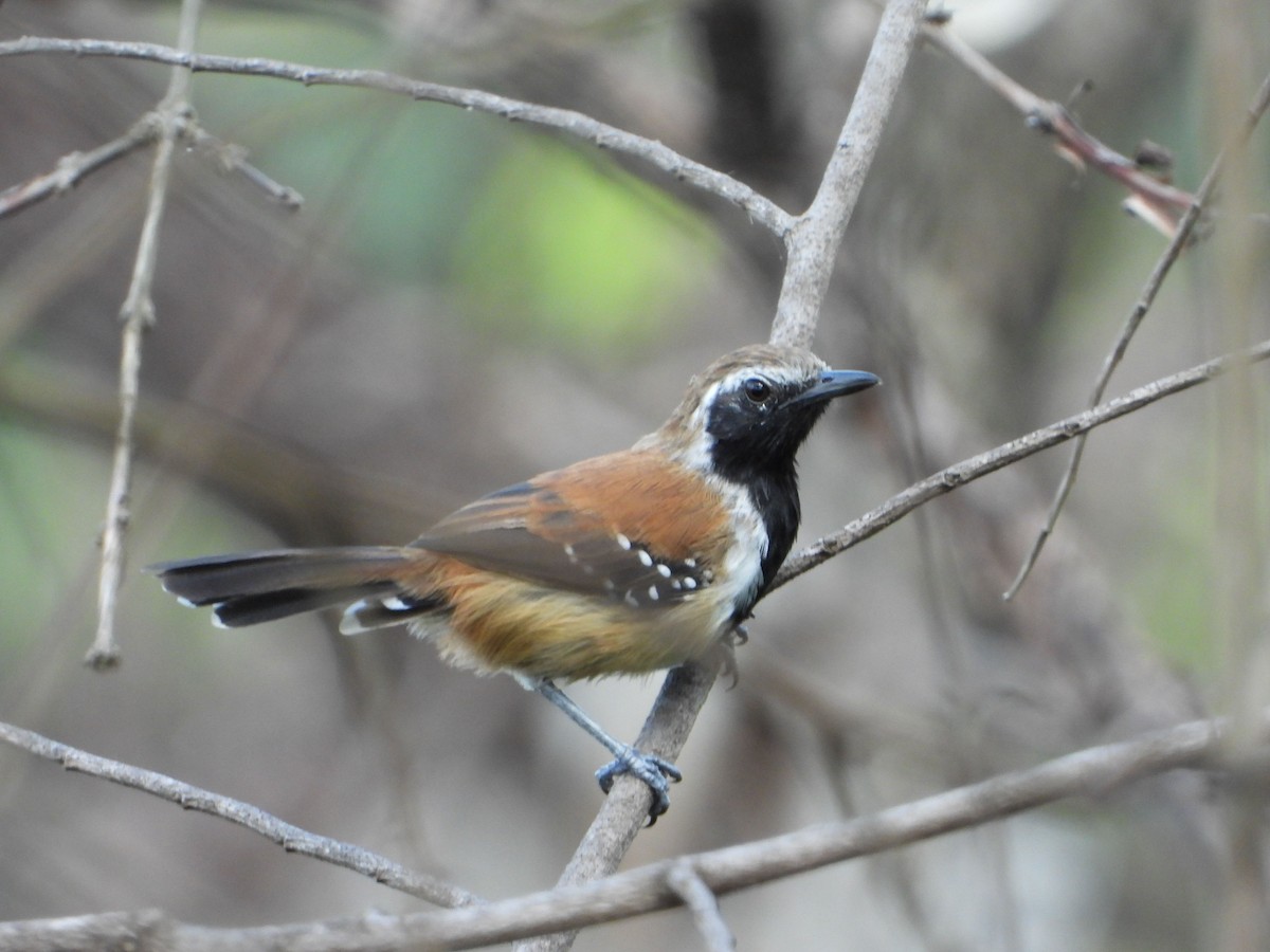 Rusty-backed Antwren - ML635092923