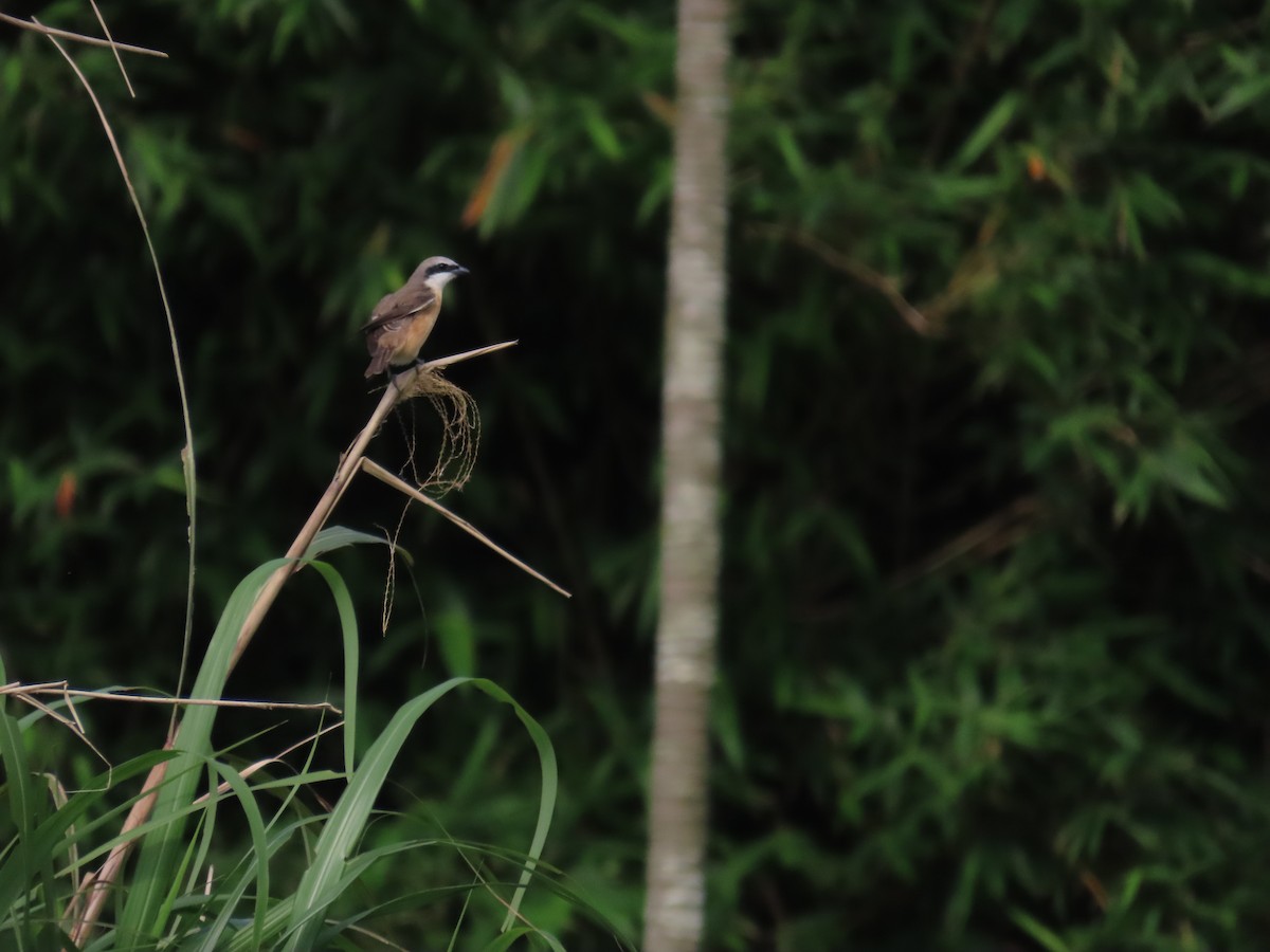 Brown Shrike (Philippine) - ML635092933