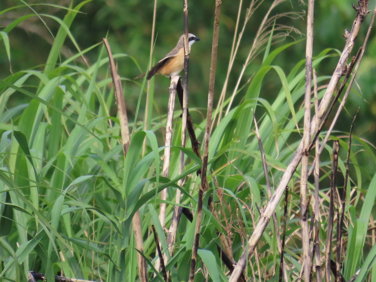 Brown Shrike (Philippine) - ML635092935