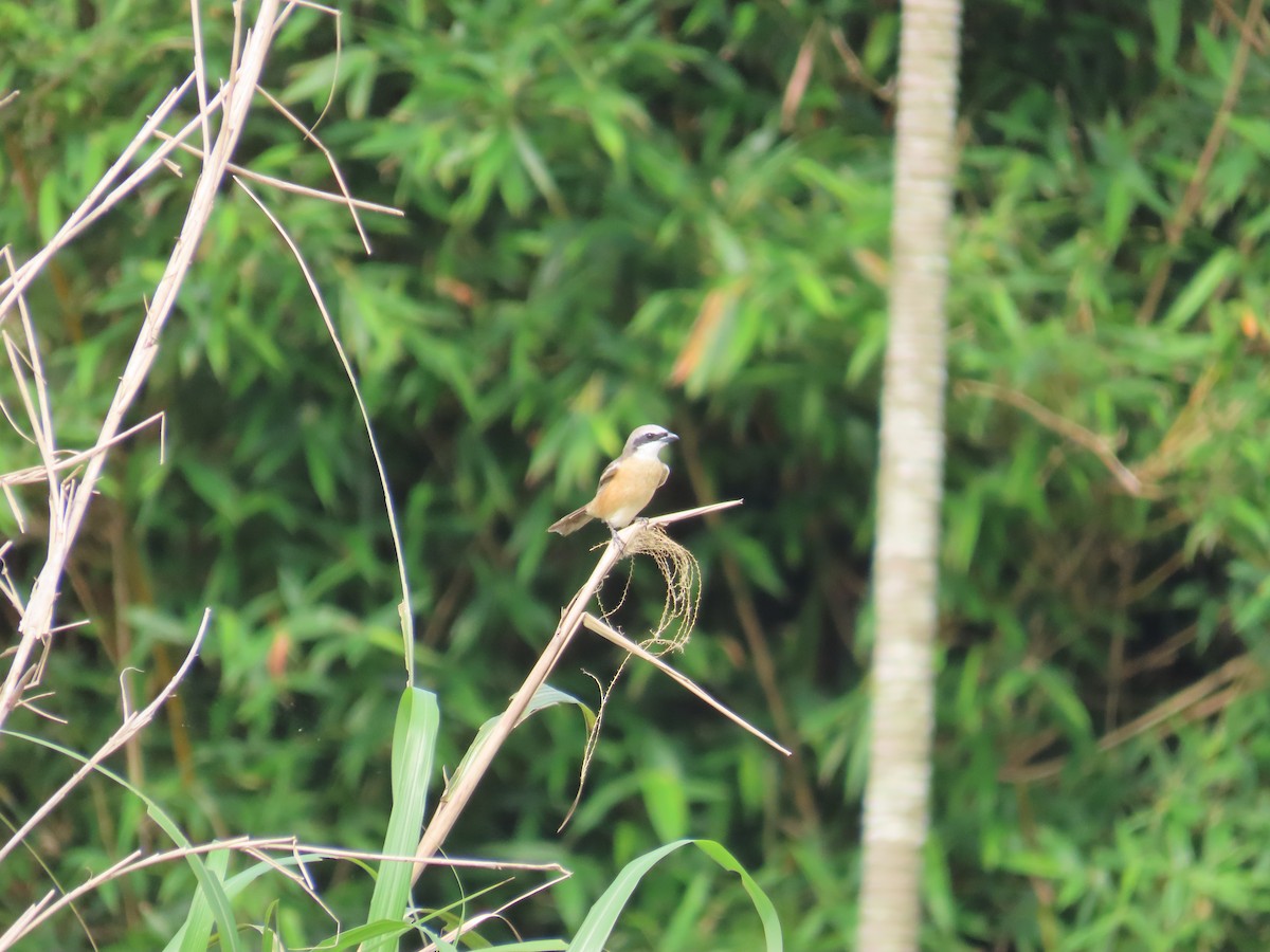 Brown Shrike (Philippine) - ML635092937