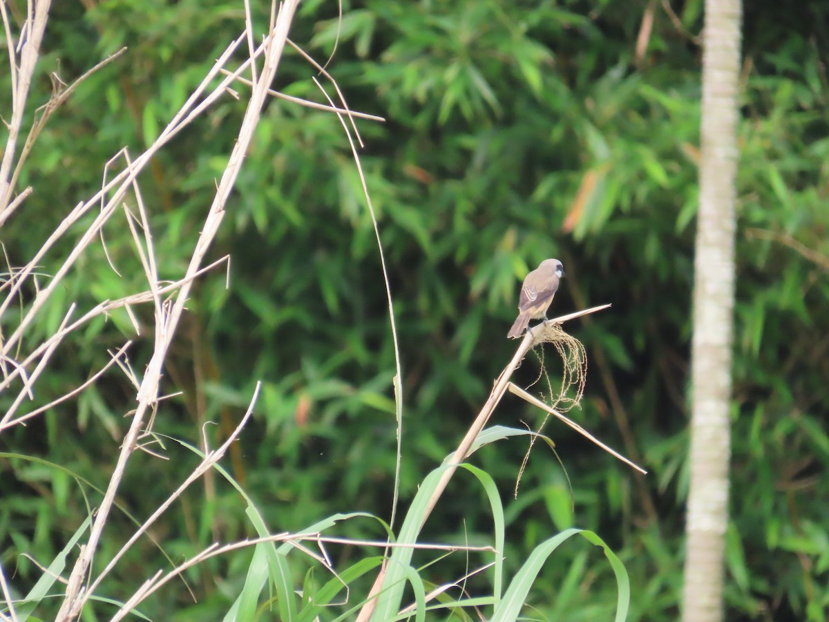 Brown Shrike (Philippine) - ML635092938