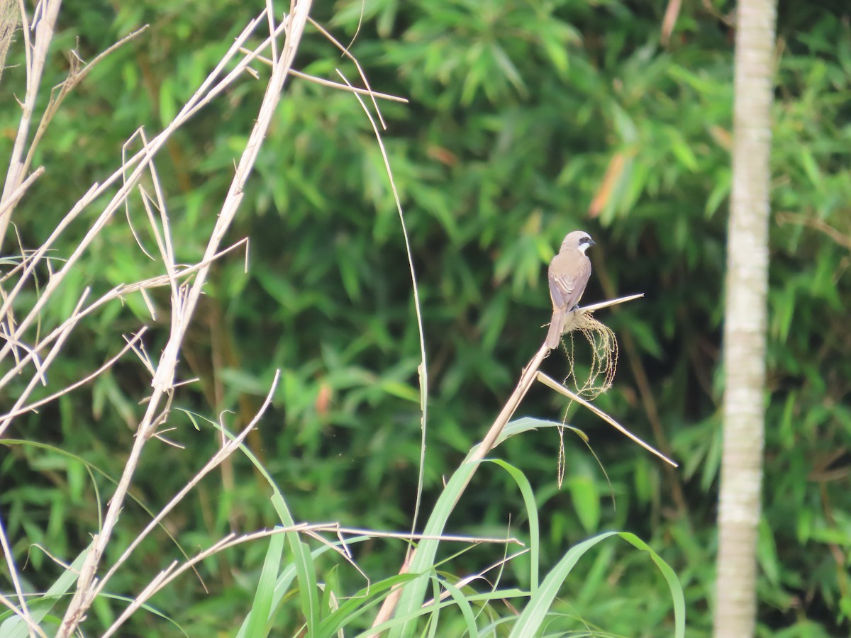 Brown Shrike (Philippine) - ML635092939