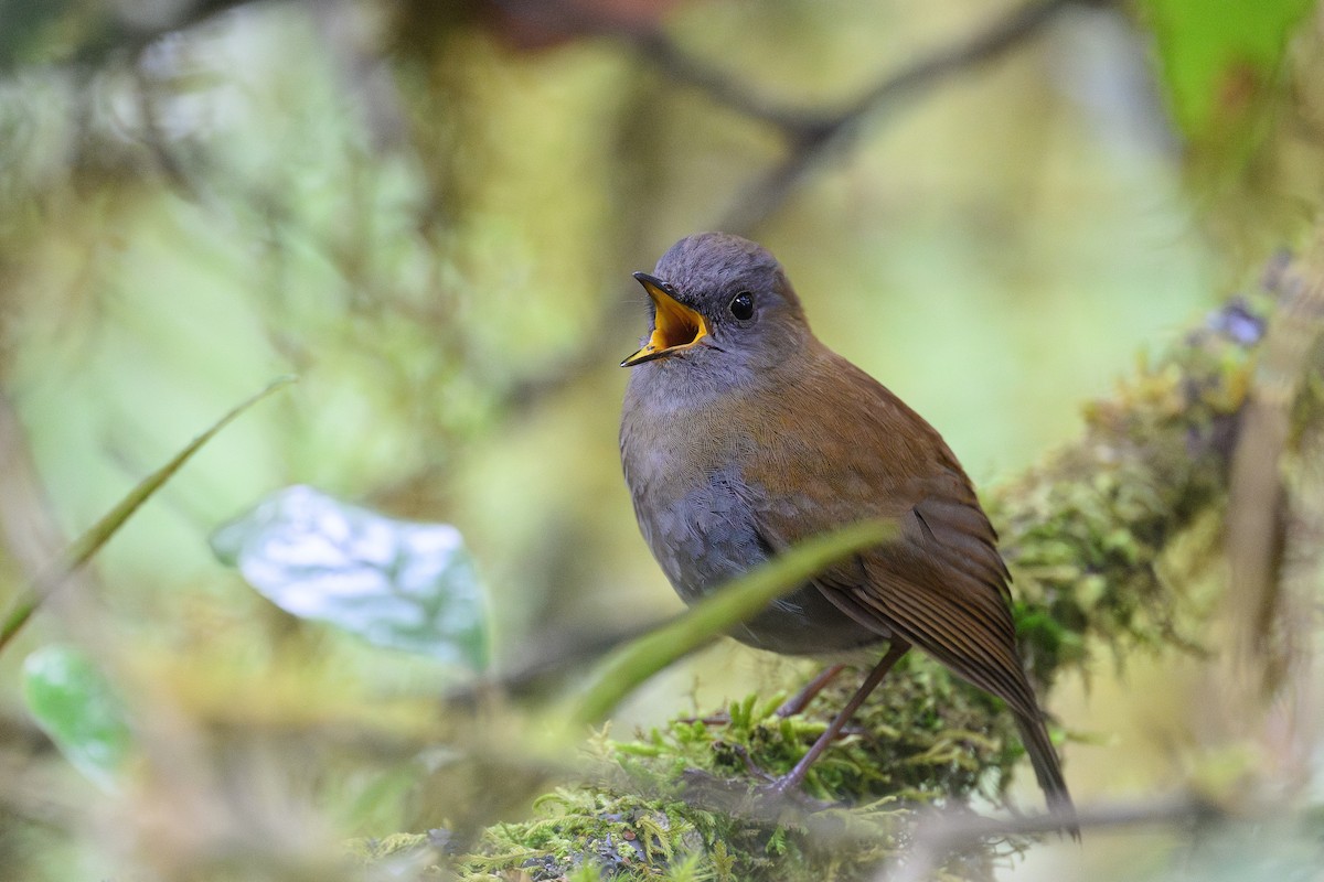Black-billed Nightingale-Thrush - ML635093079