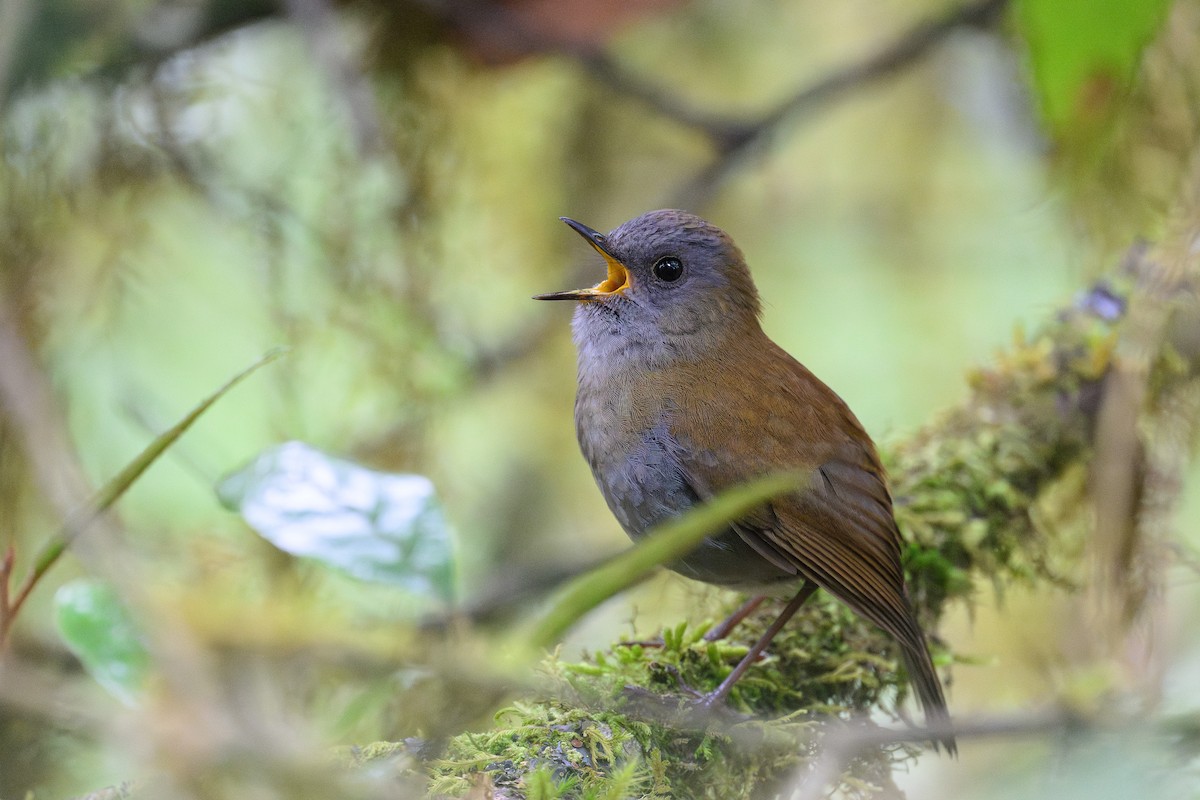 Black-billed Nightingale-Thrush - ML635093081