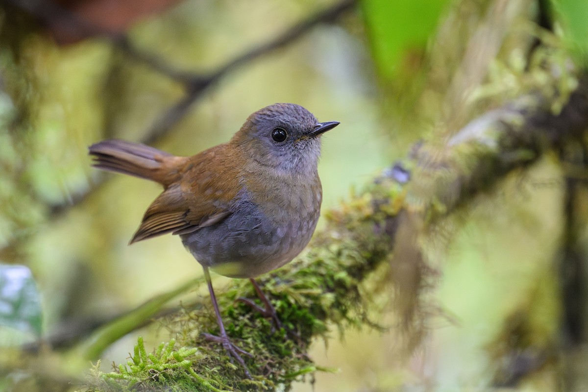 Black-billed Nightingale-Thrush - ML635093086