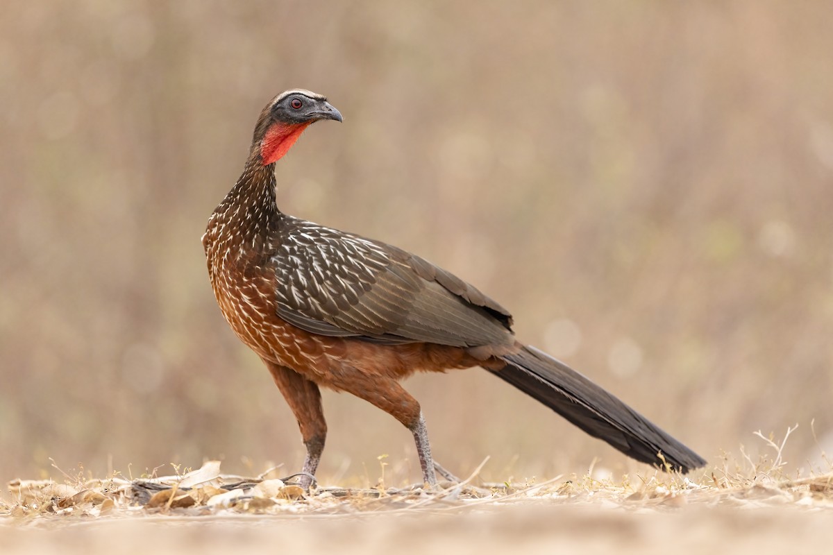 Chestnut-bellied Guan - ML635093114
