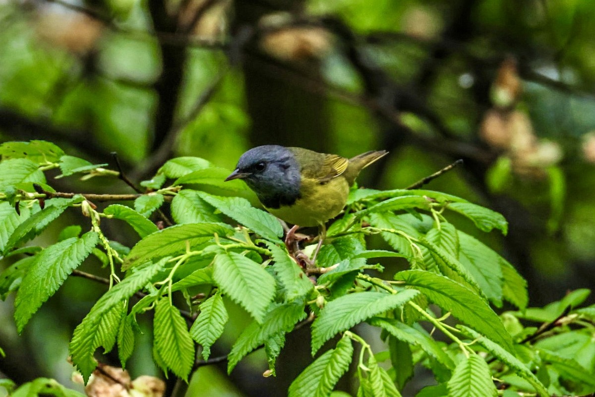 Mourning Warbler - ML635093130