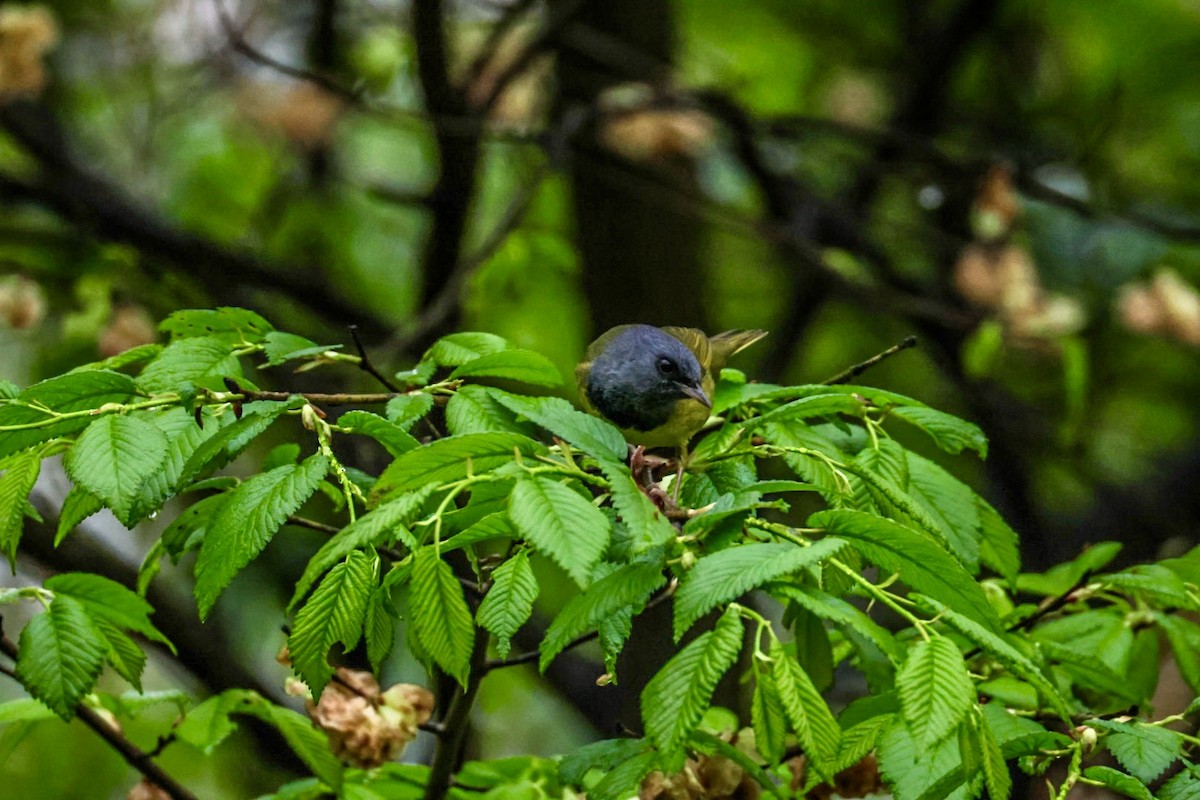 Mourning Warbler - ML635093131