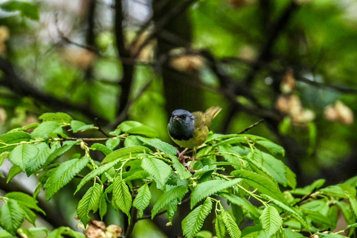 Mourning Warbler - ML635093132
