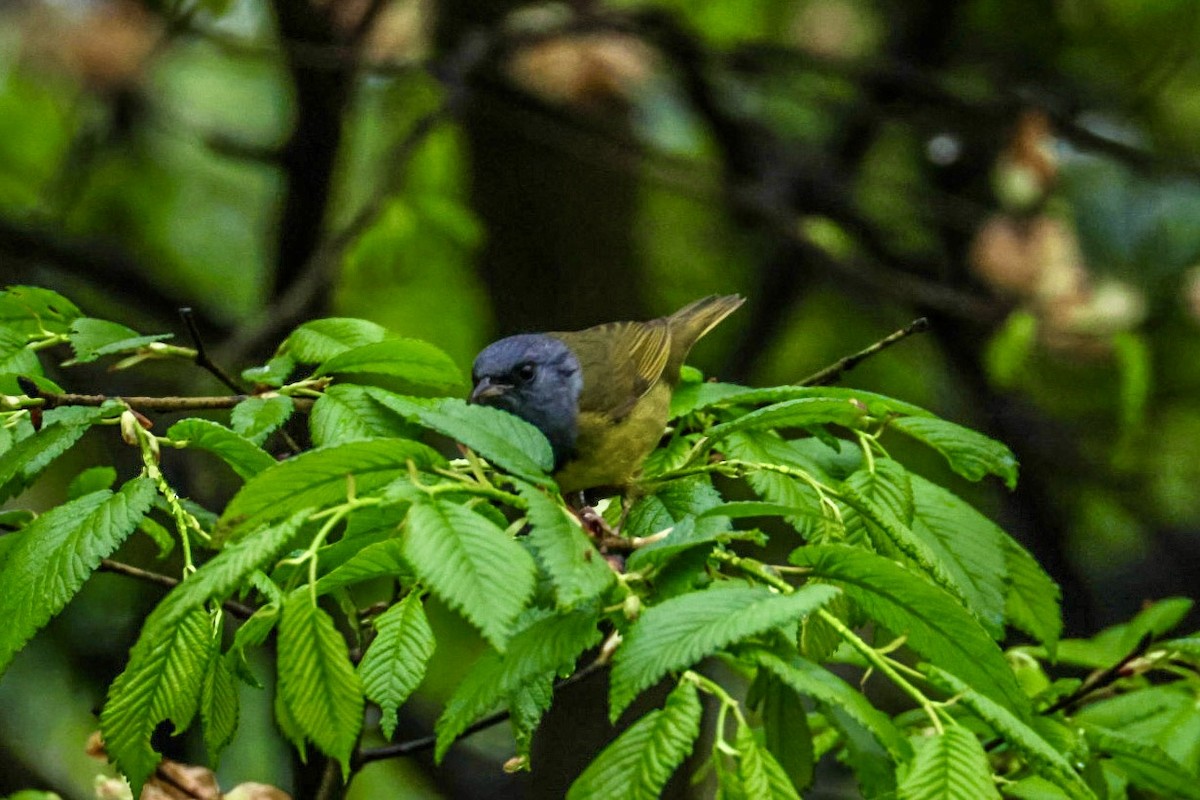 Mourning Warbler - ML635093133