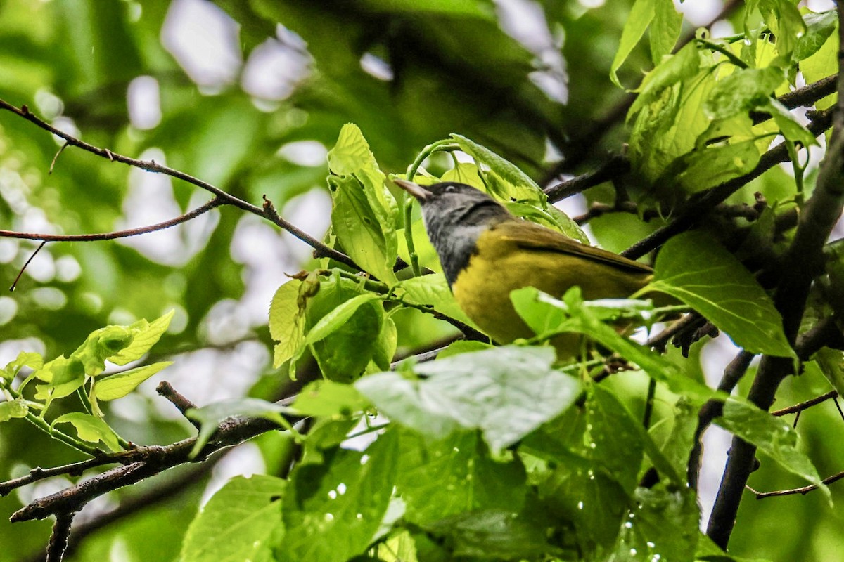 Mourning Warbler - ML635093134