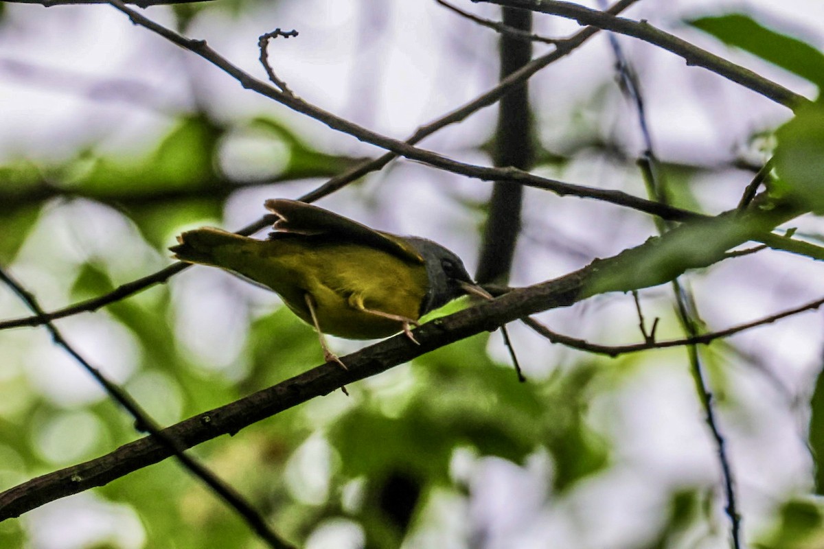 Mourning Warbler - ML635093135