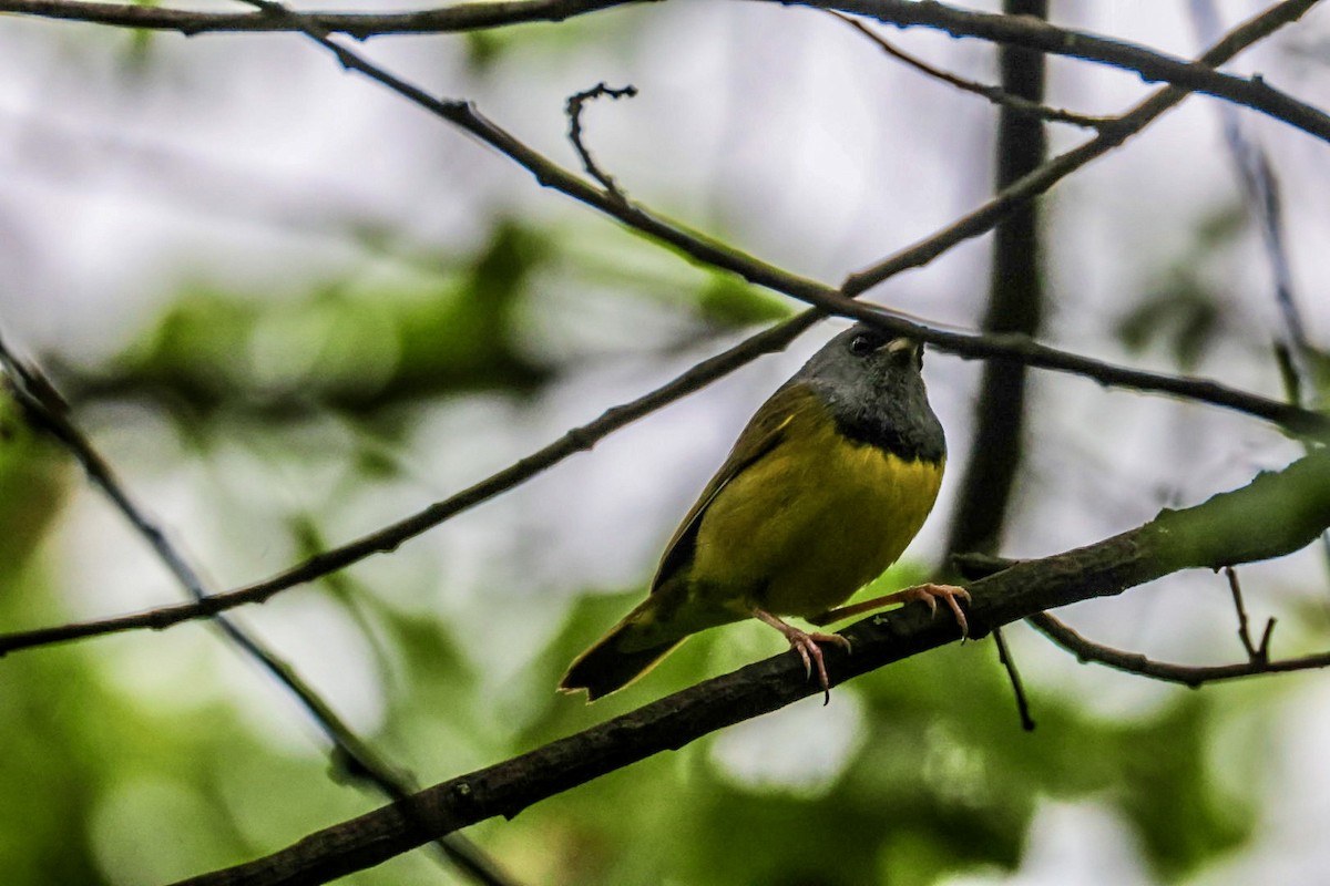 Mourning Warbler - ML635093136