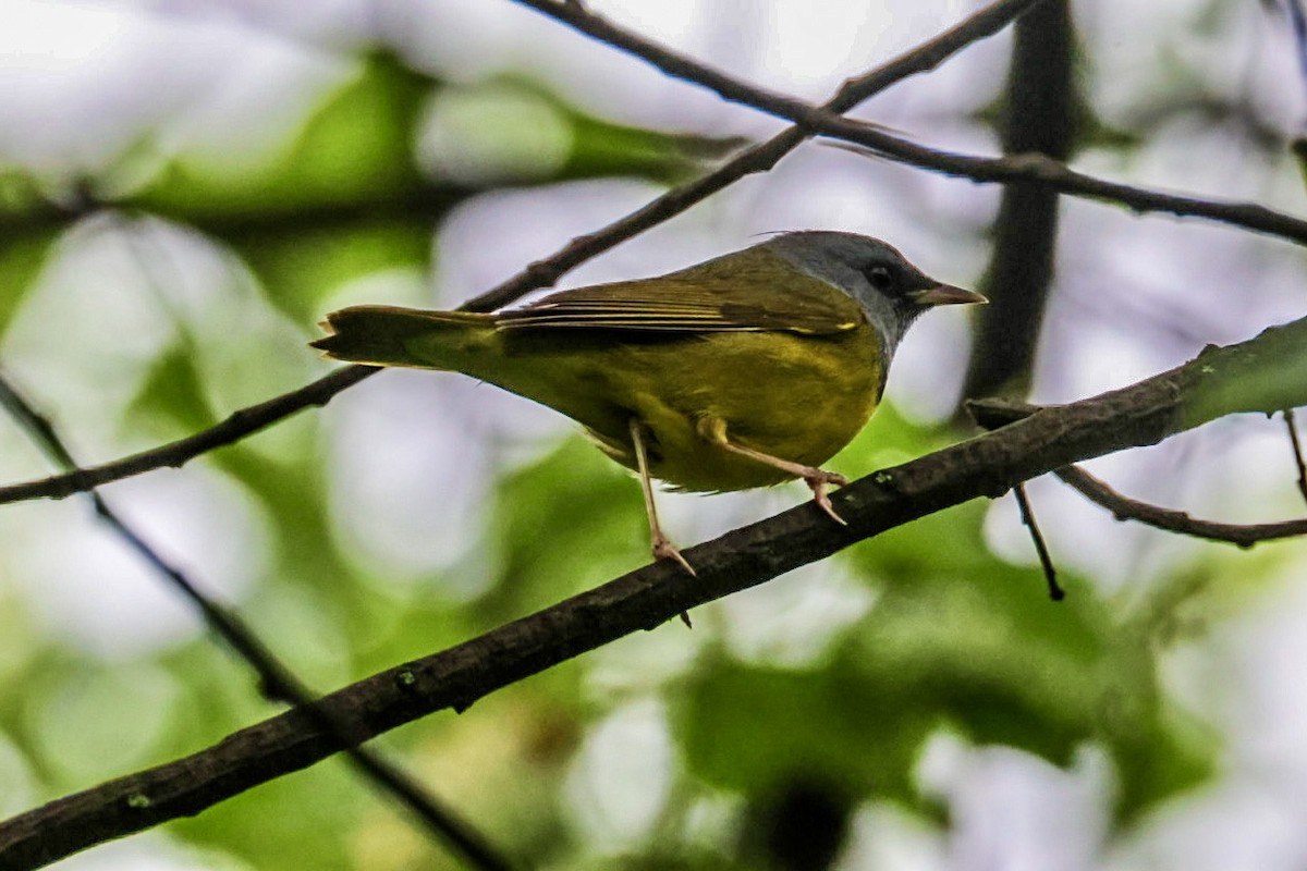 Mourning Warbler - ML635093137