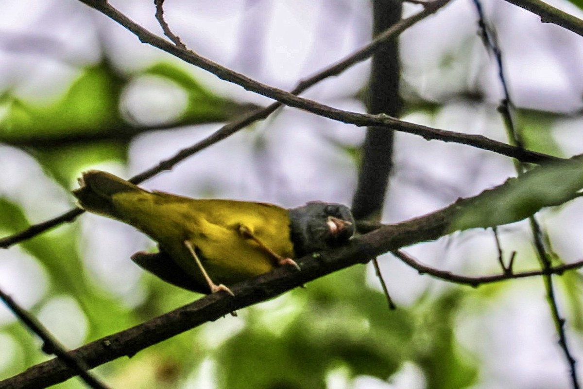 Mourning Warbler - ML635093138