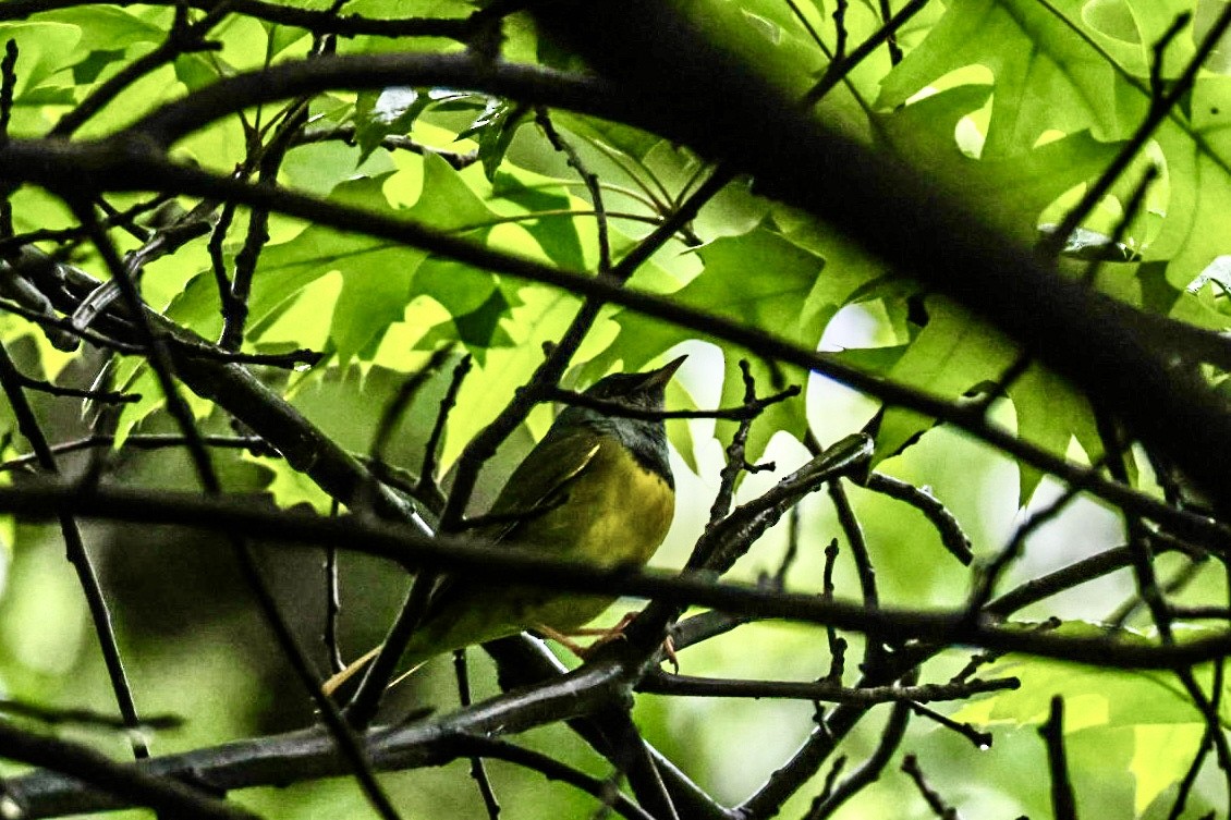 Mourning Warbler - ML635093139