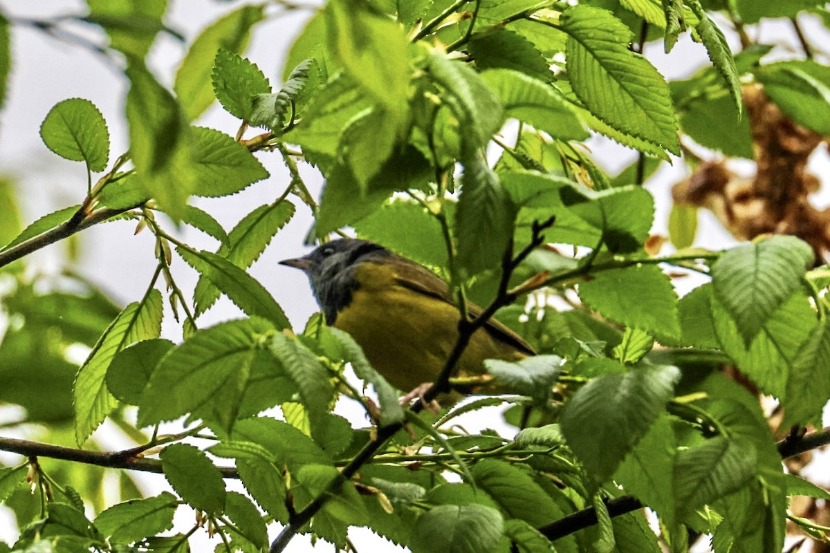 Mourning Warbler - ML635093140