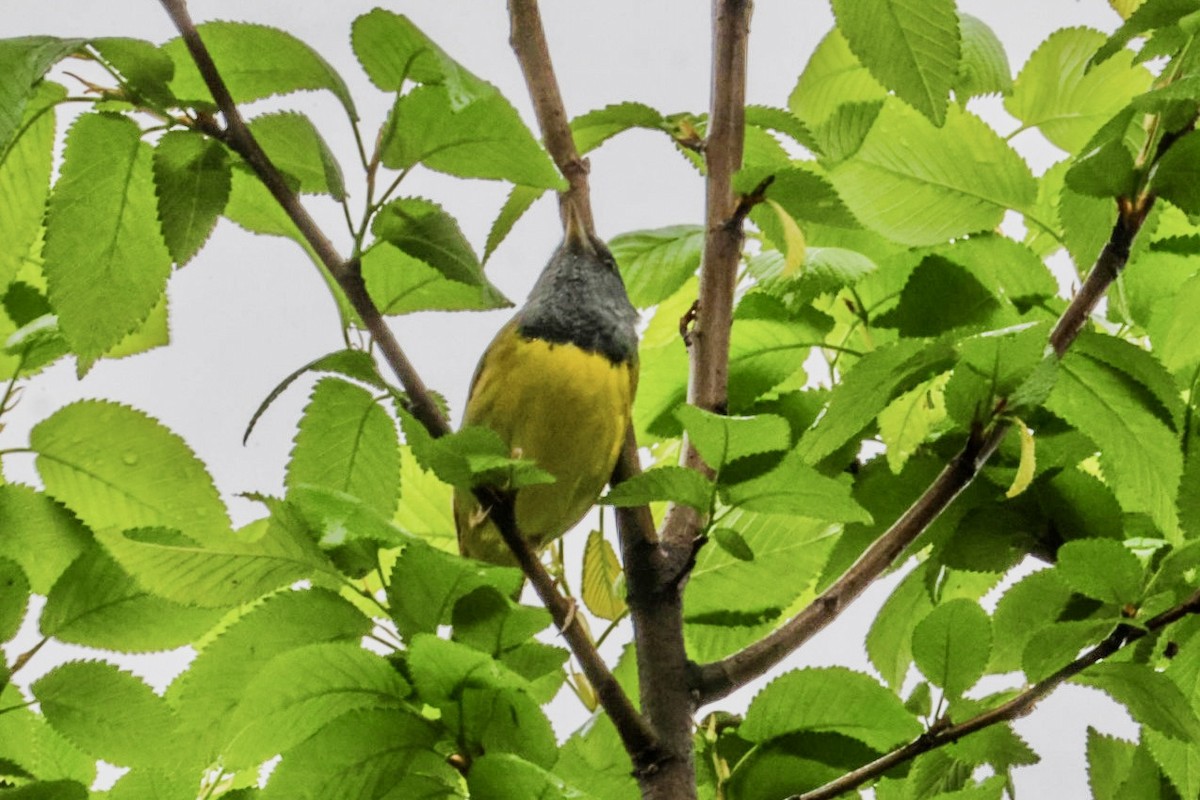 Mourning Warbler - ML635093141