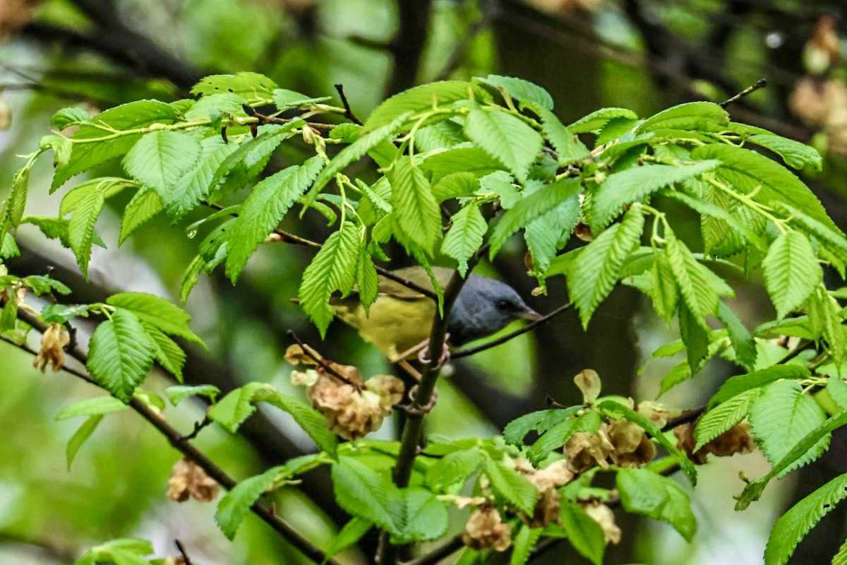 Mourning Warbler - ML635093142