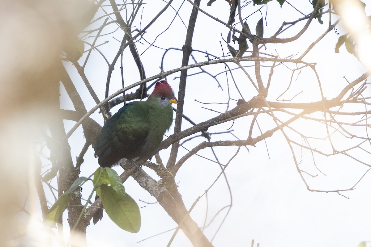 Bannerman's Turaco - ML635093201